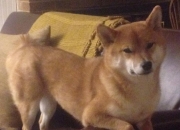 英雄联盟总决赛-双线叙事，掌控力—从篮球场到F1赛道的终极较量