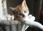 英雄联盟总决赛直播-虚拟世界的球场与赛道，当威尔士决胜皇马，黄喜灿在F1揭幕战接管比赛