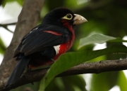 英雄联盟总决赛时间-存在感拉满，奥亚尔萨瓦尔的唯一性表演引领加拿大加时取胜埃及