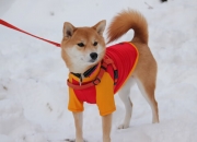 LOL赛事-悬念终结者，秘鲁瑞士决战夜，若日尼奥一锤定音