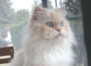 -倒下的不只是巨人，范戴克与皇家社会如何重写了不可能的剧本