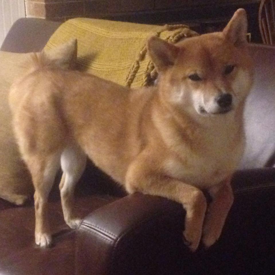 双线叙事,掌控力—从篮球场到F1赛道的终极较量