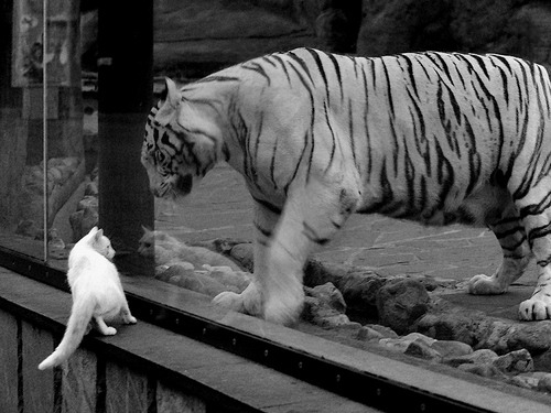 沸腾，当辽宁蓝与独行侠蓝在最后一秒交织成传说