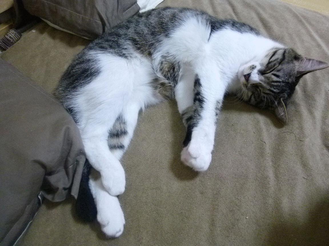 唯一之战,2026世界杯上厄瓜多尔全面压制拉齐奥的焦点对决