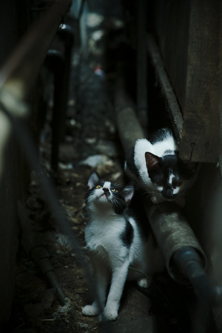 当怪兽遇见智者,字母哥打爆防线,勇士却教会我们另一种篮球