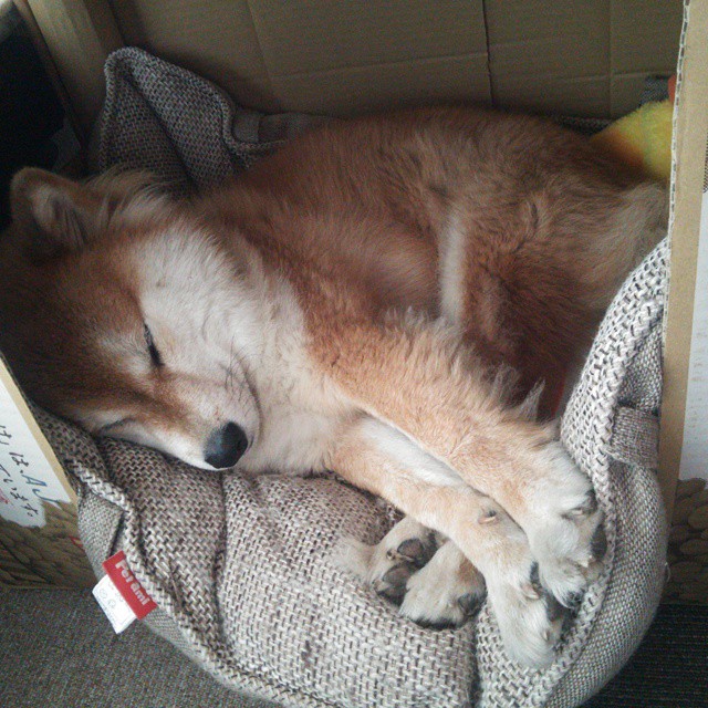 波斯铁骑的北欧风暴,当德国钥匙解开伊朗足球的封印